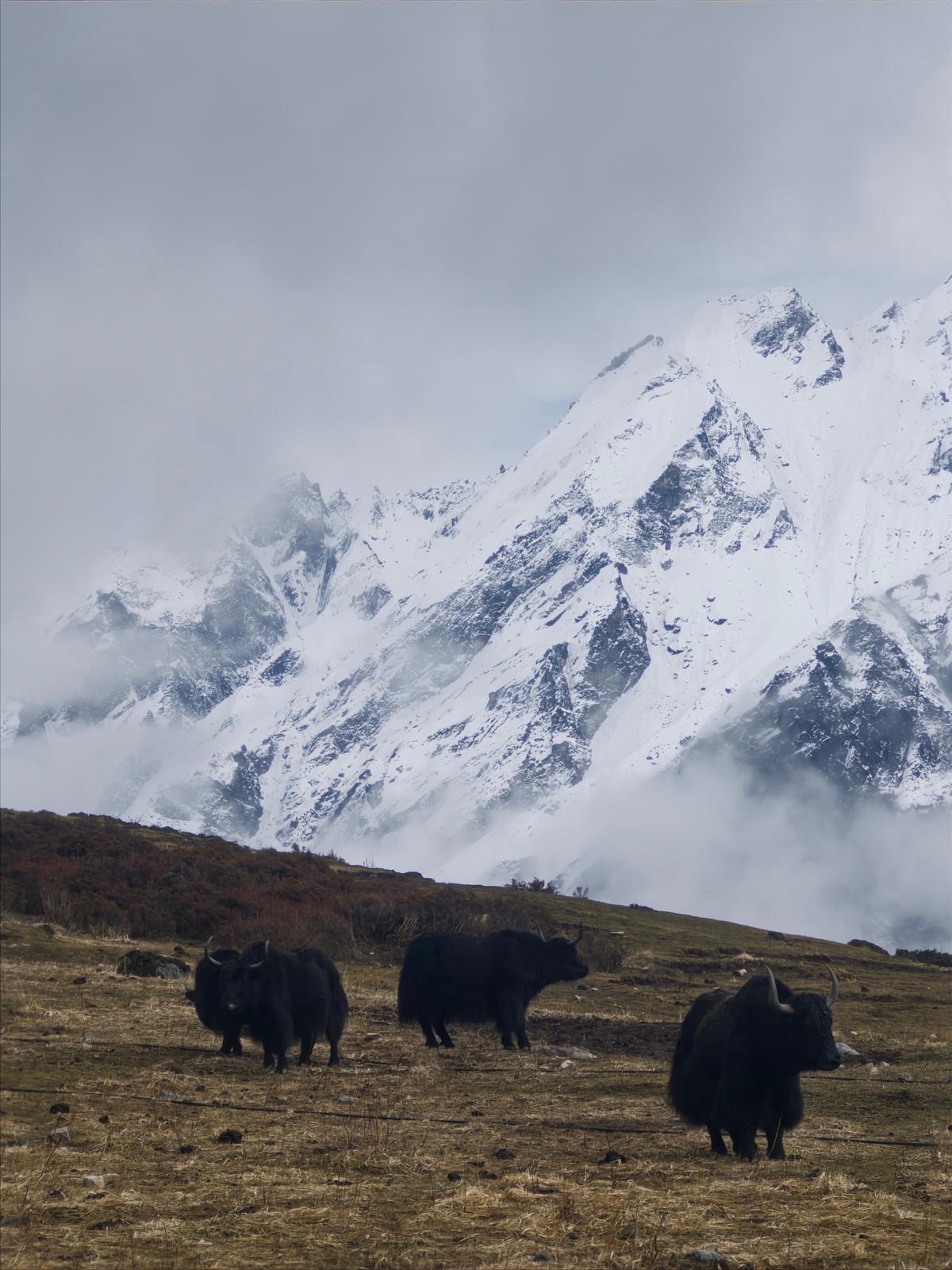 Short Treks in Nepal